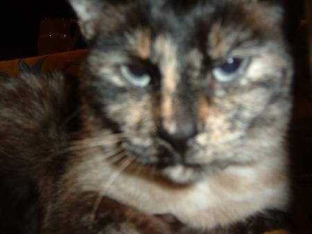 drole de chat