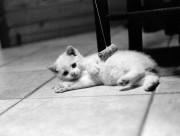 minou