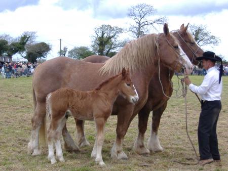 chevaux