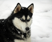 mon ancien chien